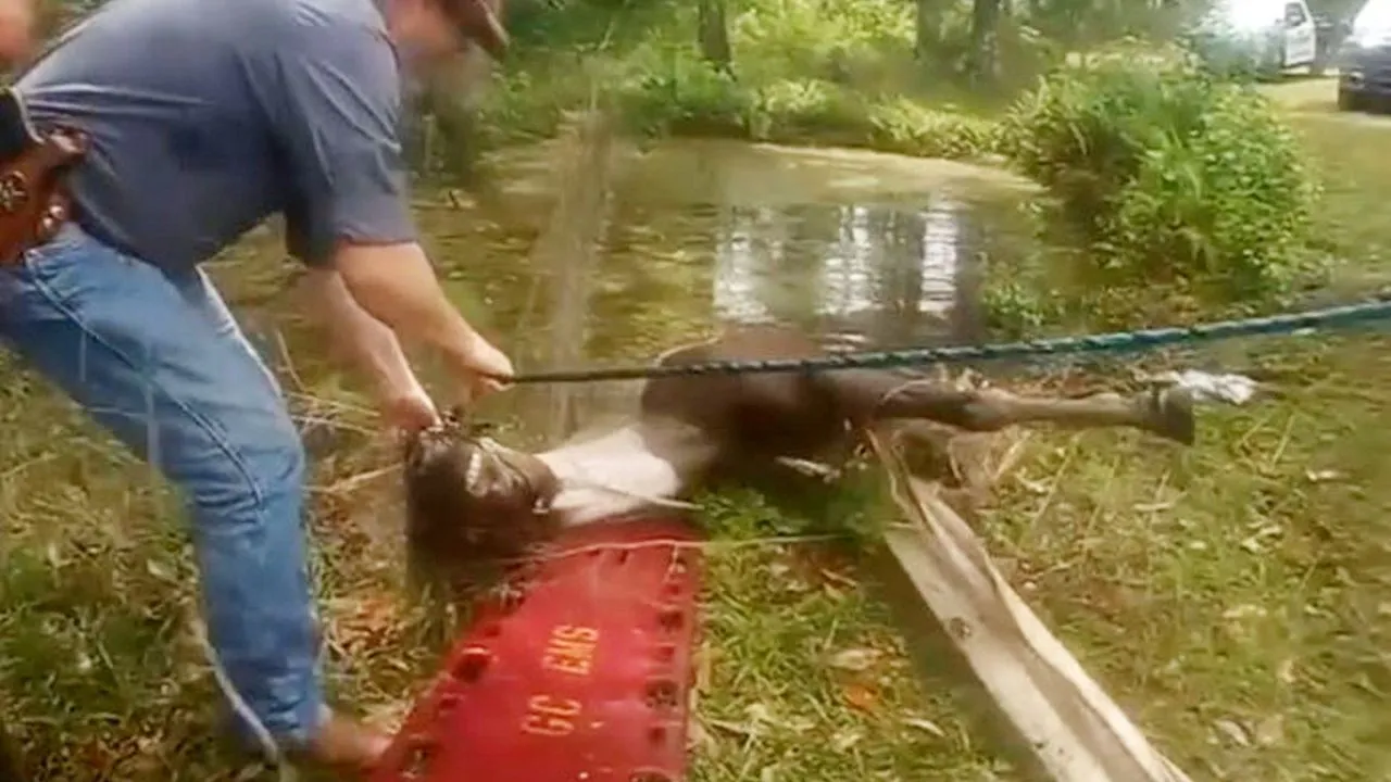Rescue workers save a drowning horse from a pond.