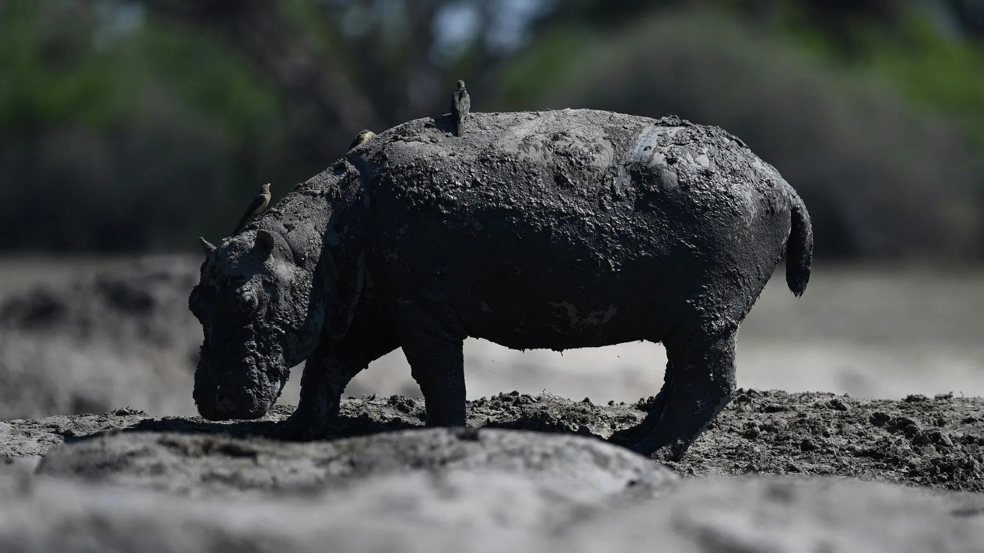 Botswana: Flusspferde drohen in ausgetrockneten Flussbetten zu sterben