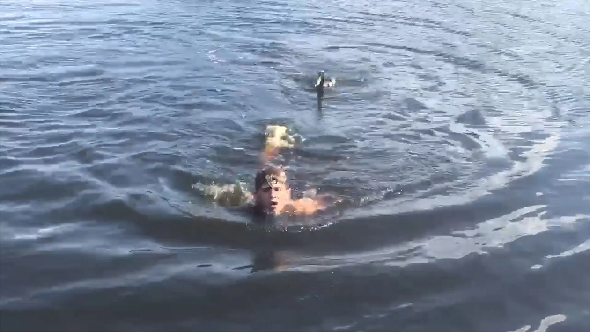 Eine Ente jagt einen Jungen im Wasser
