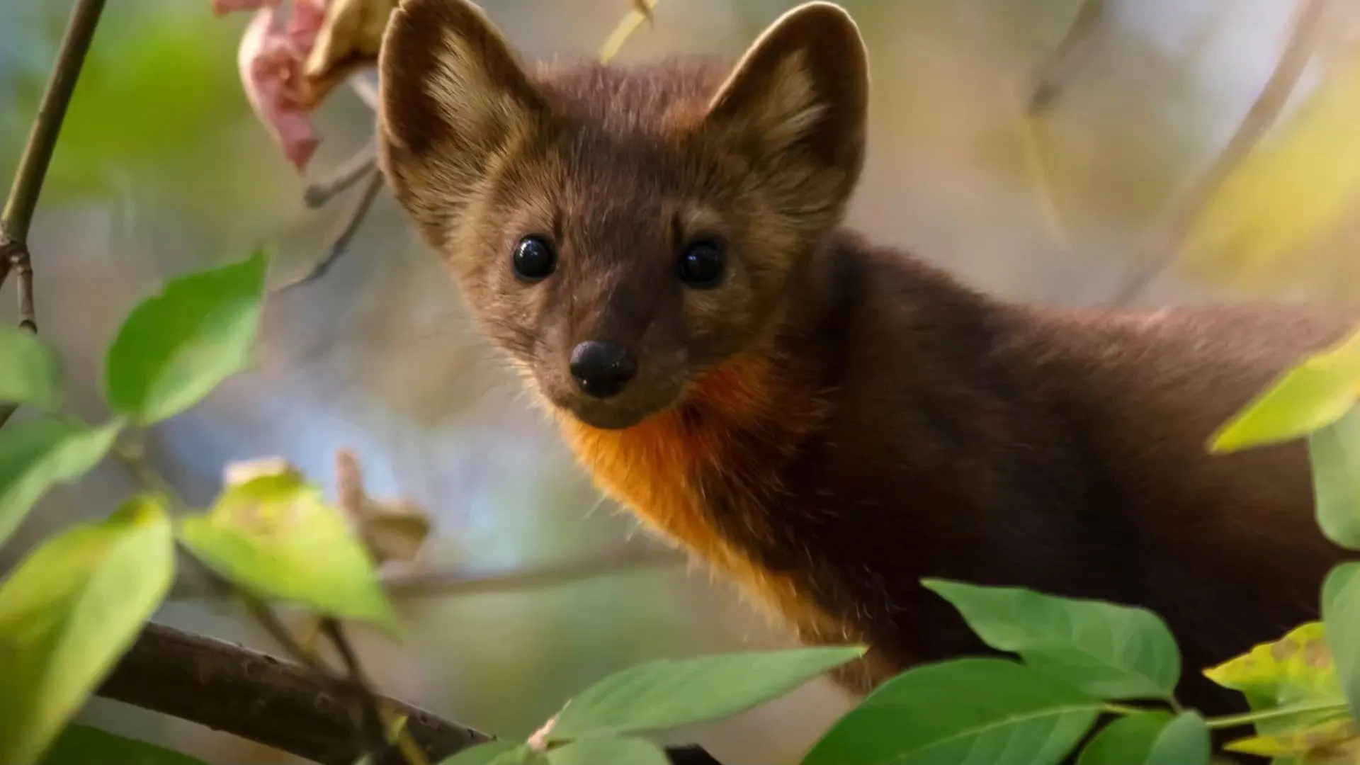 Chasing martens away: how to keep them peacefully away from your garden and garage