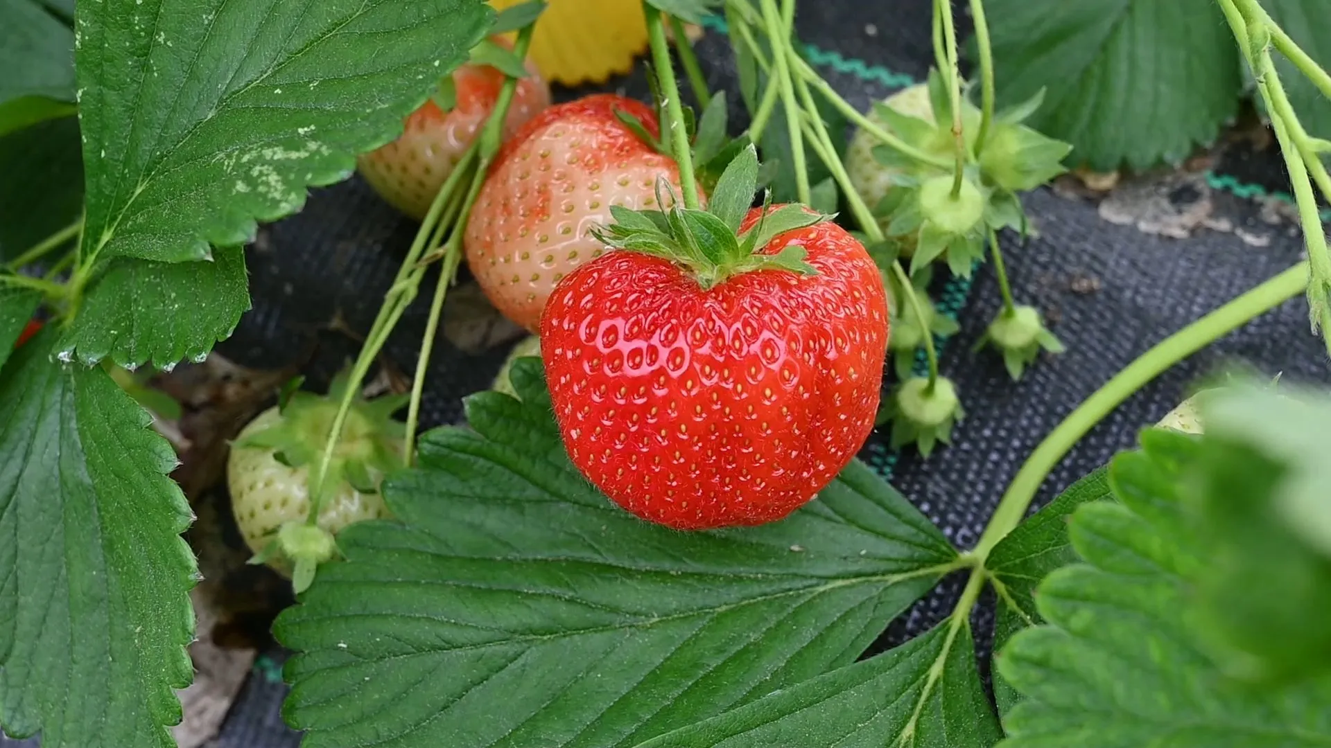 Hof Lütke-Laxen - début de la récolte des fraises de Münster en plein champ