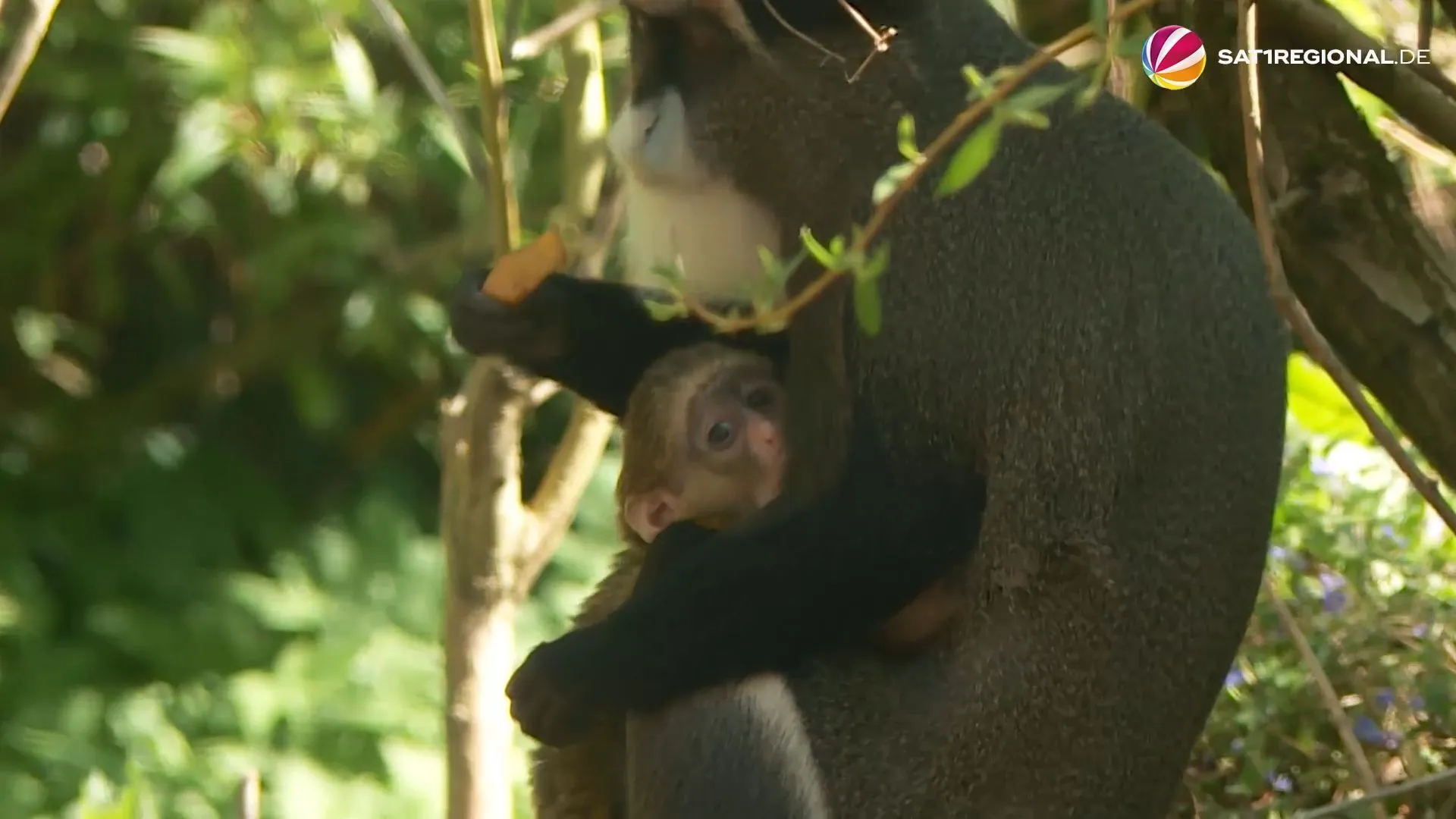 Süßes Baby: Affen-Nachwuchs im Zoo Hannover