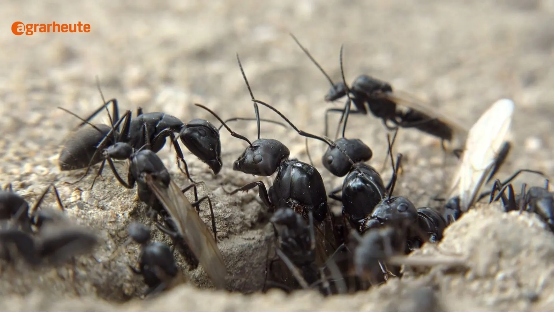 Fliegende Ameisen vertreiben: So werden Sie Flugameisen im Haus los