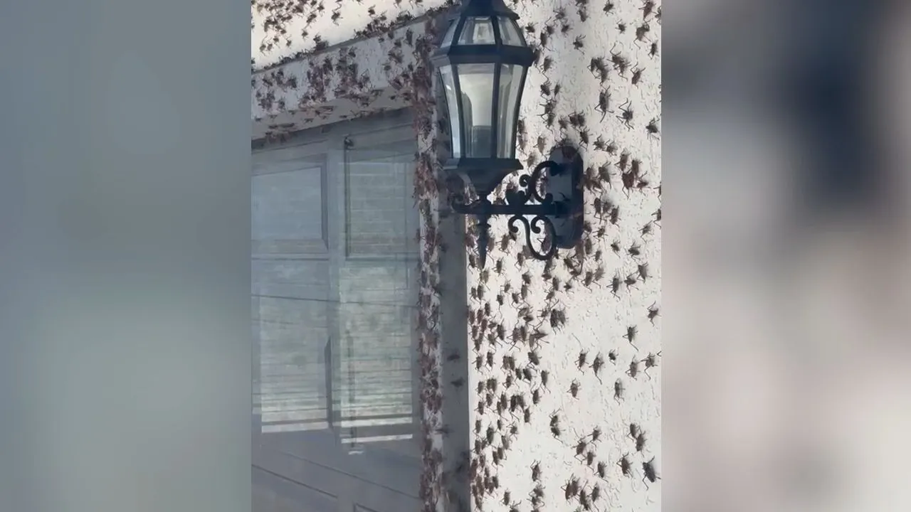 Massive Insekteninvasion: Tausende Mormonengrillen besetzen Haus in Nevada