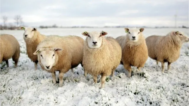 Schafskälte: Was das Wetterphänomen mit Schafen zu tun hat