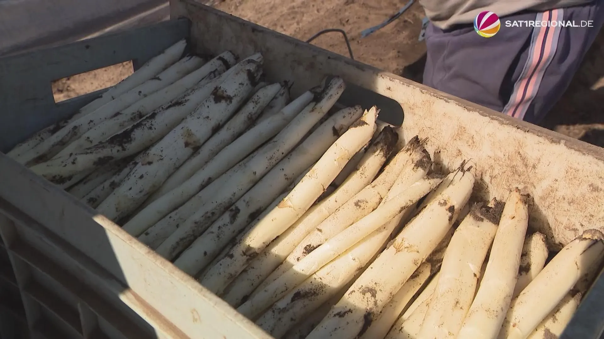 Stagione degli asparagi: raccolto a Fuhrberg in pieno svolgimento