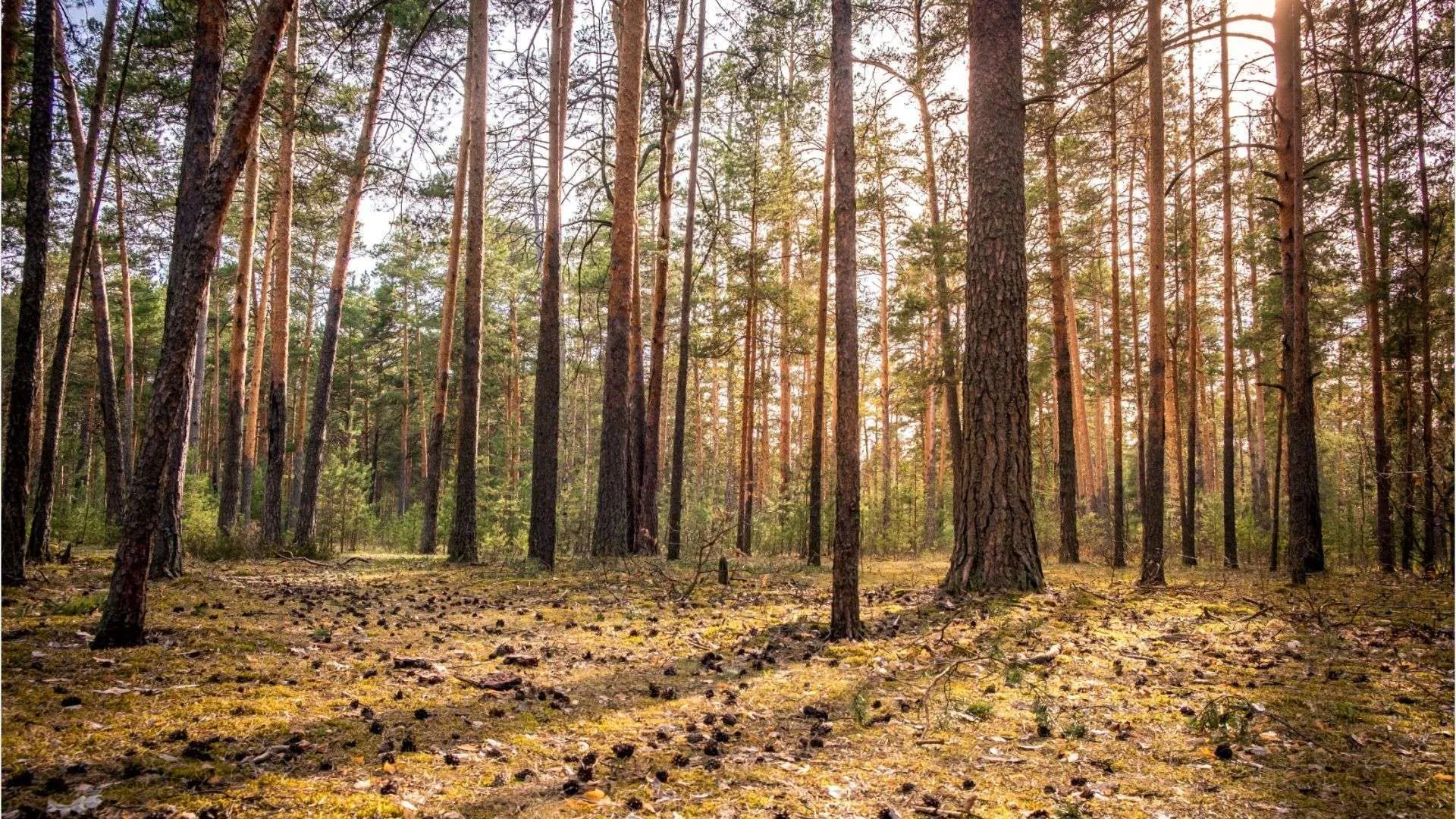 Zum Start in den Mai: Sorge vor Waldbränden