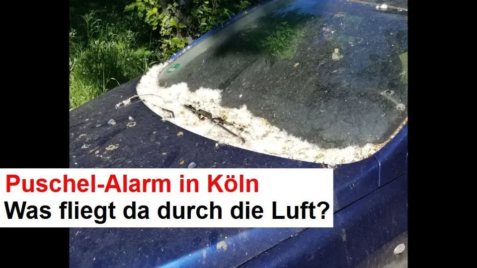 Puschel-Alarm in Köln