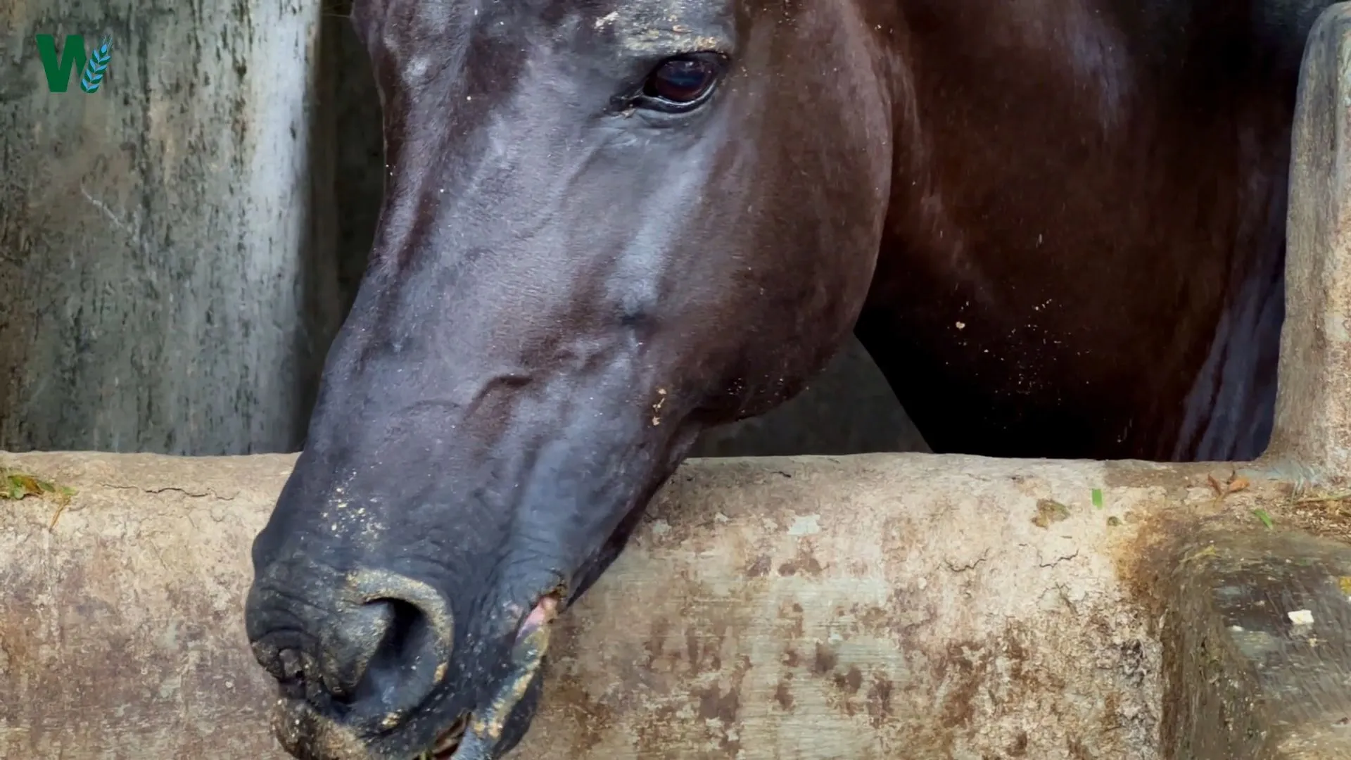 Здоровое кормление: Эти питательные вещества действительно нужны вашей лошади