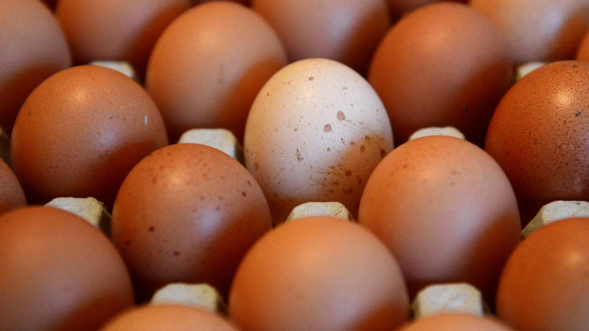 Птичий грипп: Цены на яйца могут вырасти
