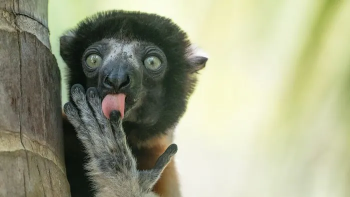 Das sind die lustigsten Tierfotos 2025