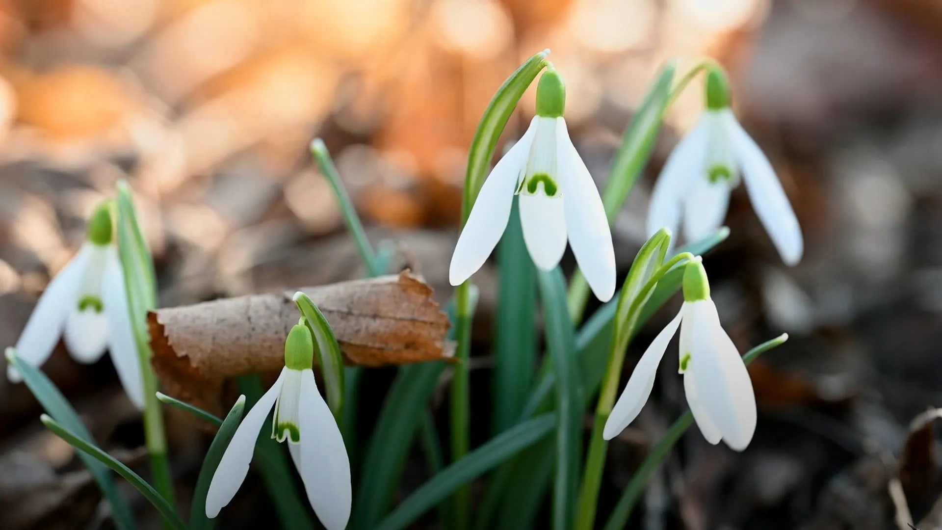 Mit diesen winterblühenden Pflanzen bringen Sie Farbe in Ihren Garten