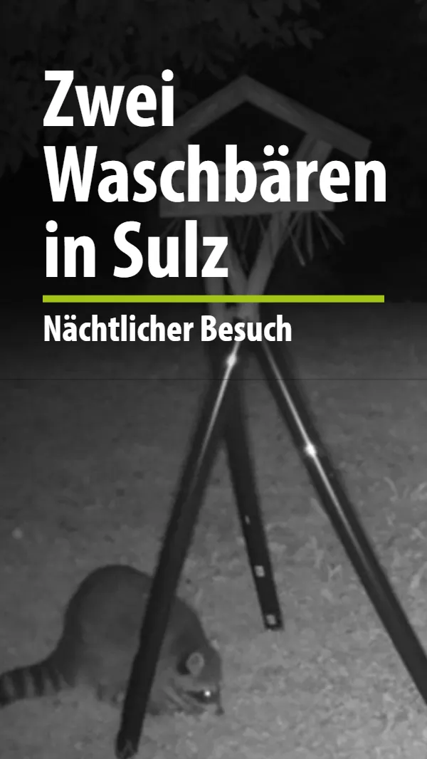Zwei Waschbären in Sulz-Mühlheim gesichtet