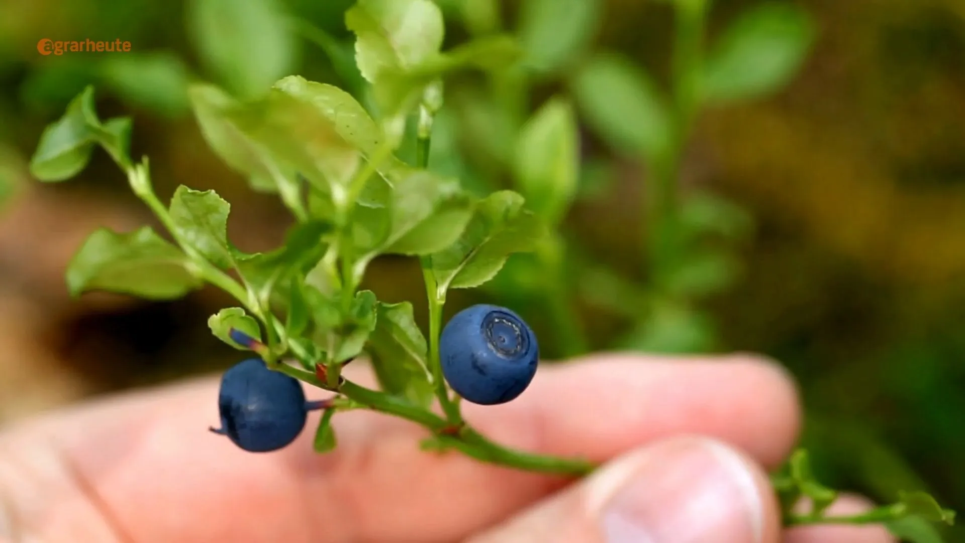 Landwirt bricht Grünland um – und pflanzt Heidelbeeren: Behörden gegen Landwirtschaft