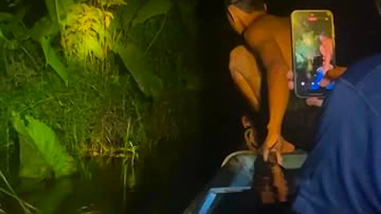 Гигантский питон обвивается вокруг шеи ловца змей в болоте на острове Борнео