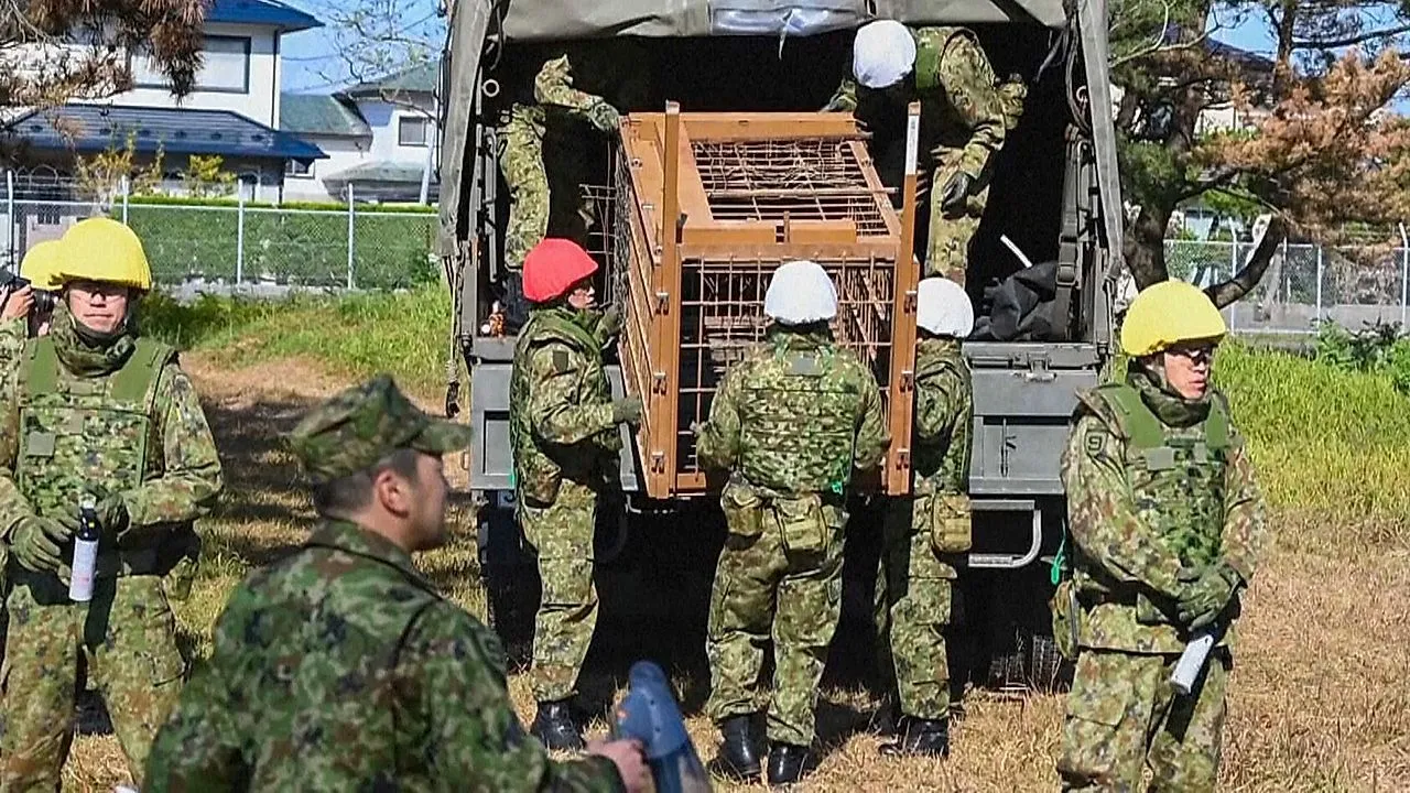 Nach tödlichen Angriffen: Japan geht mit Armee gegen Bären vor