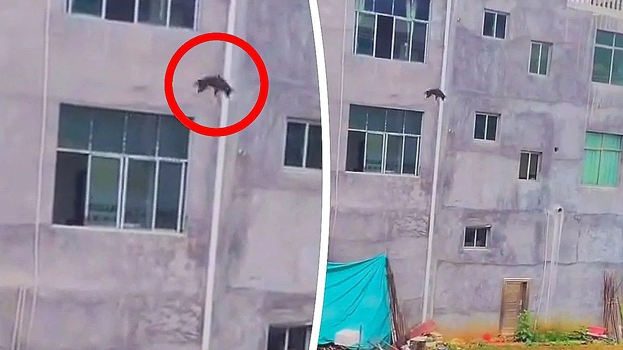 Fearless dog leaps from balcony to join friends