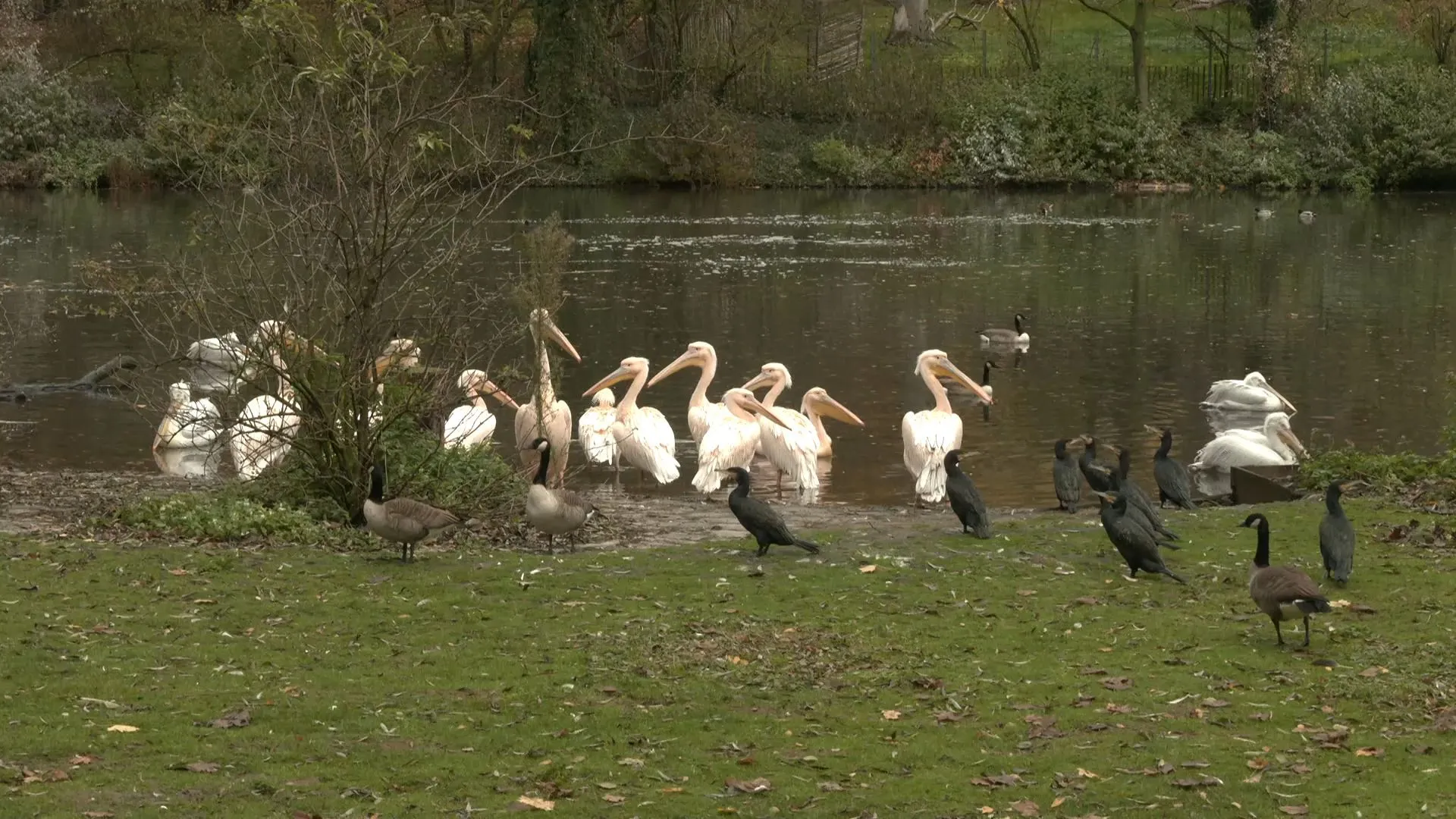 Wegen Vogelgrippe: Tiergarten ergreift umfangreiche Schutzmaßnahmen