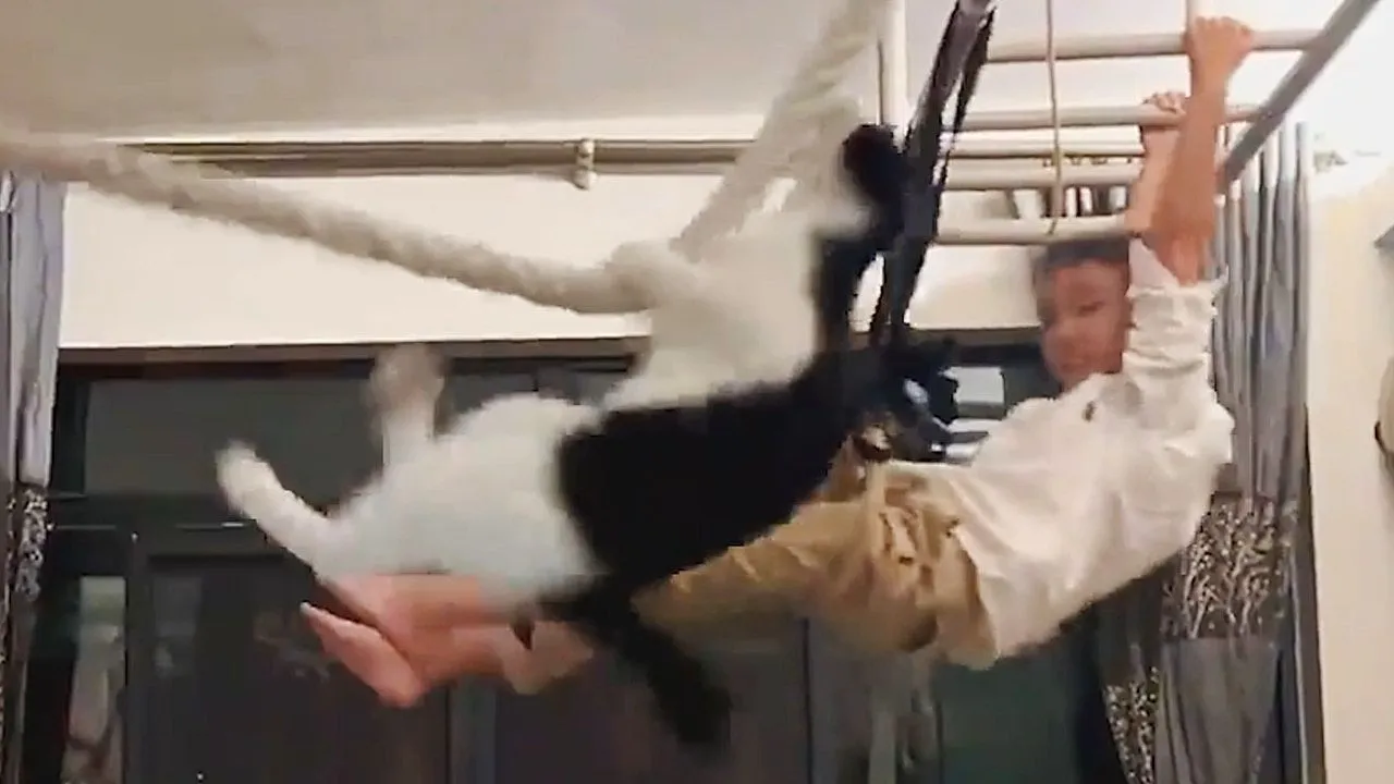 Acrobatic cat one-ups sporty boy by showing off gymnastic skills