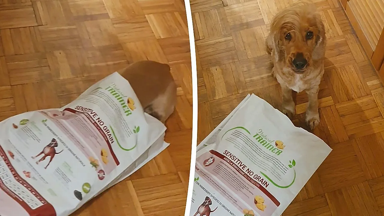 Голодная гончая! Наглый английский кокер-спаниель пойман за кражей еды