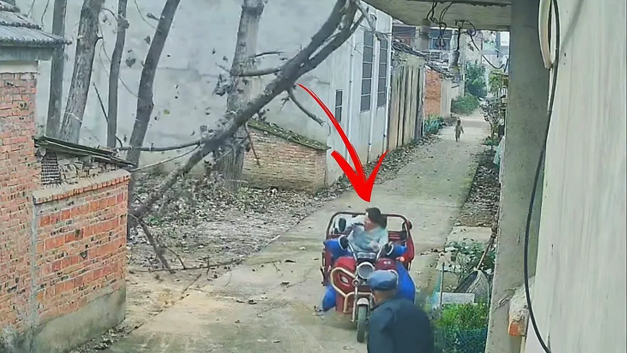 Miracle reflex! Woman ducks just in time as tree crushes her trike