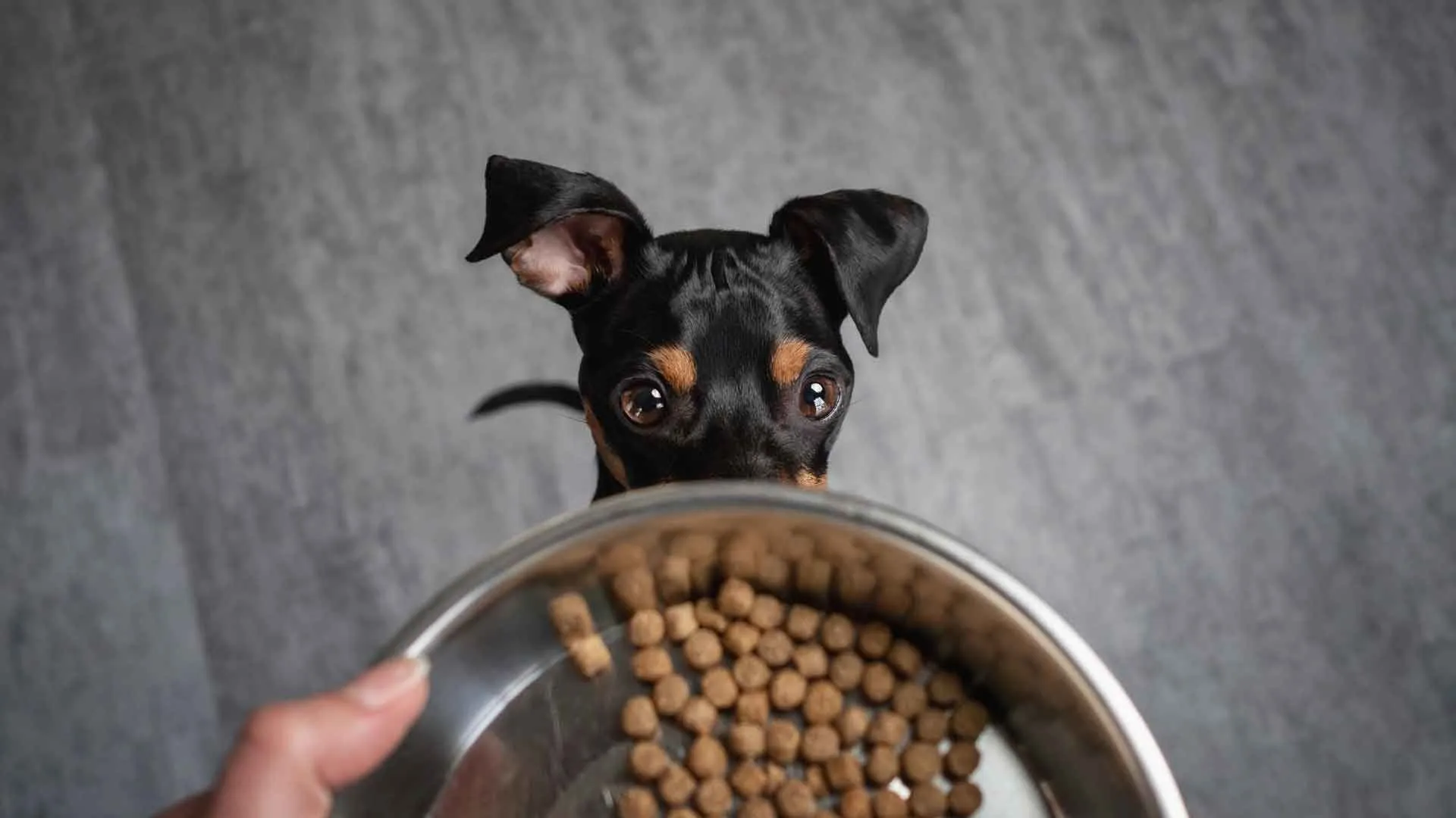 Tiernapf in die Spülmaschine: Darf man das?