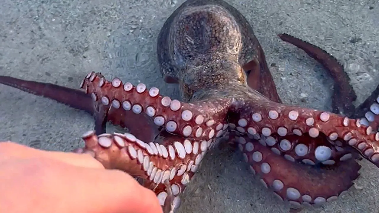 Poulpe nage hors de l'eau pour saluer les vacanciers