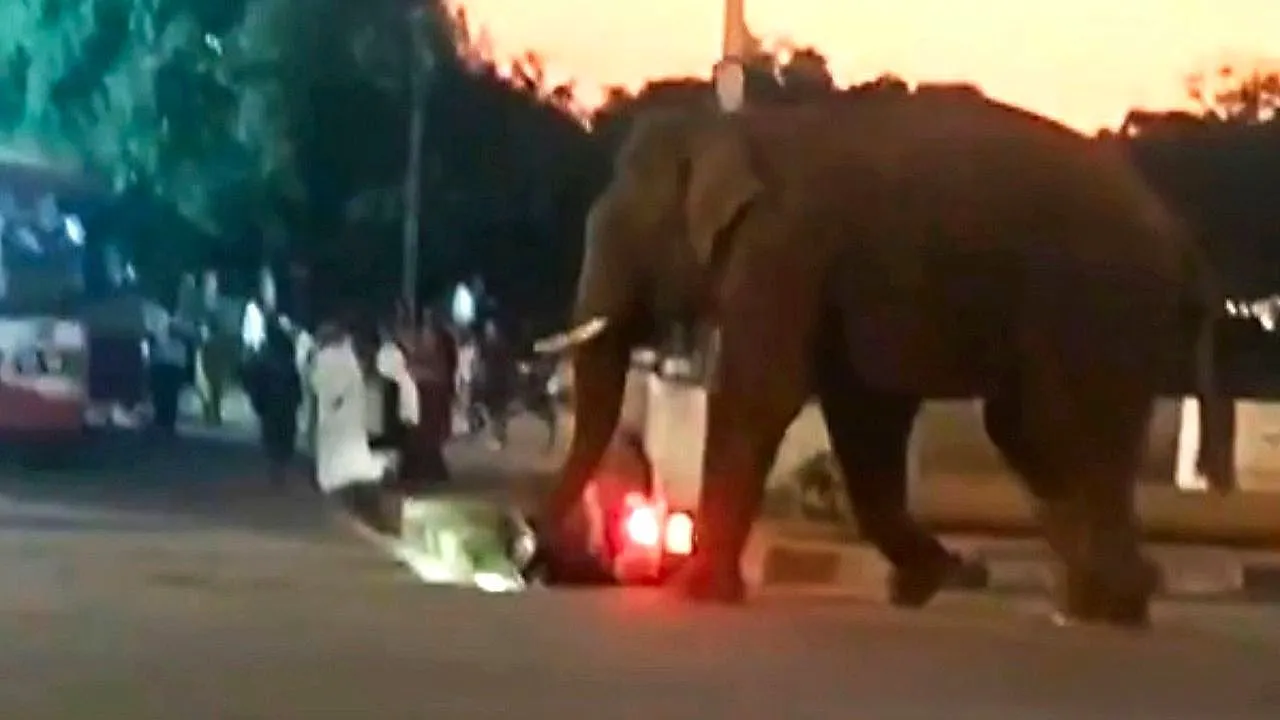 Éléphant dressé court librement dans une ville indienne après une piqûre de guêpe
