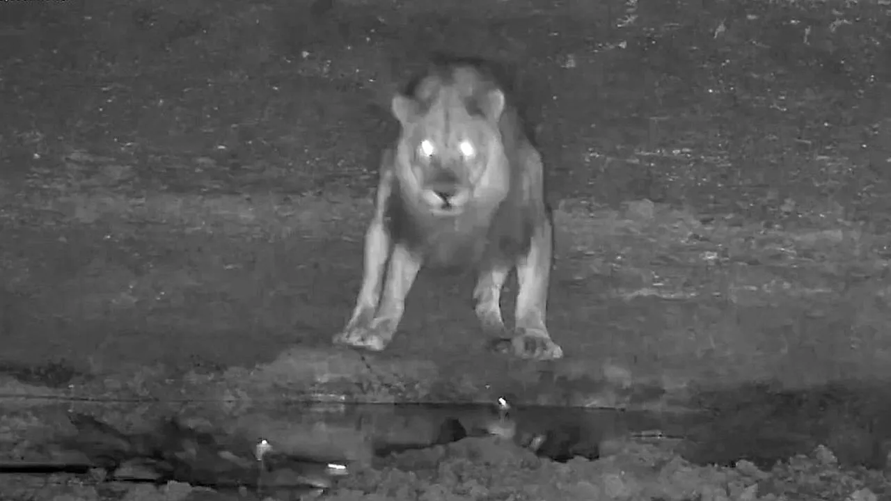 Leone pauroso salta spaventato mentre le anatre decollano dall'abbeveratoio