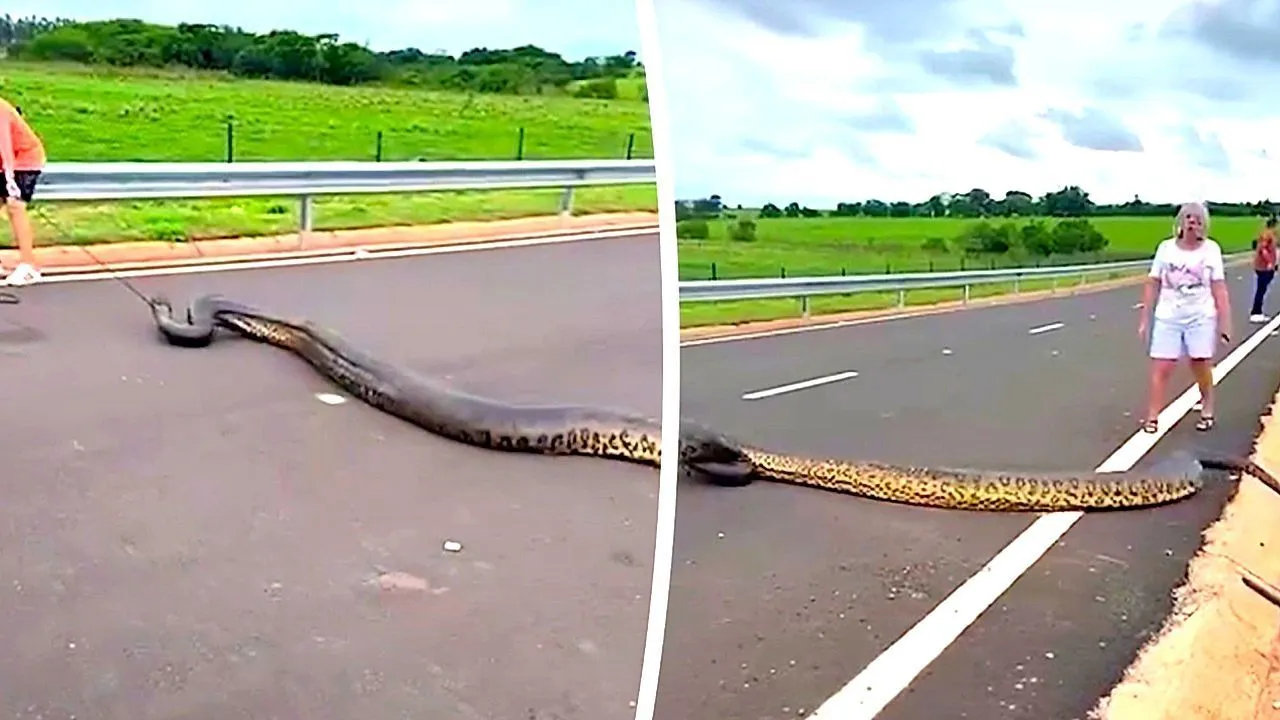 18-foot anaconda blokkeert snelweg - moedige bestuurder komt tussenbeide