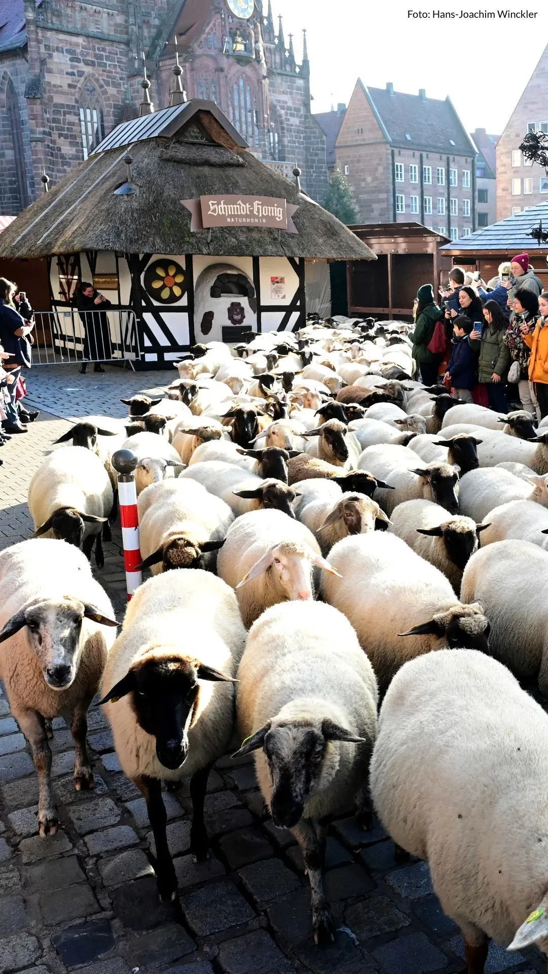 600 Schafe laufen durch die Nürnberger Innenstadt