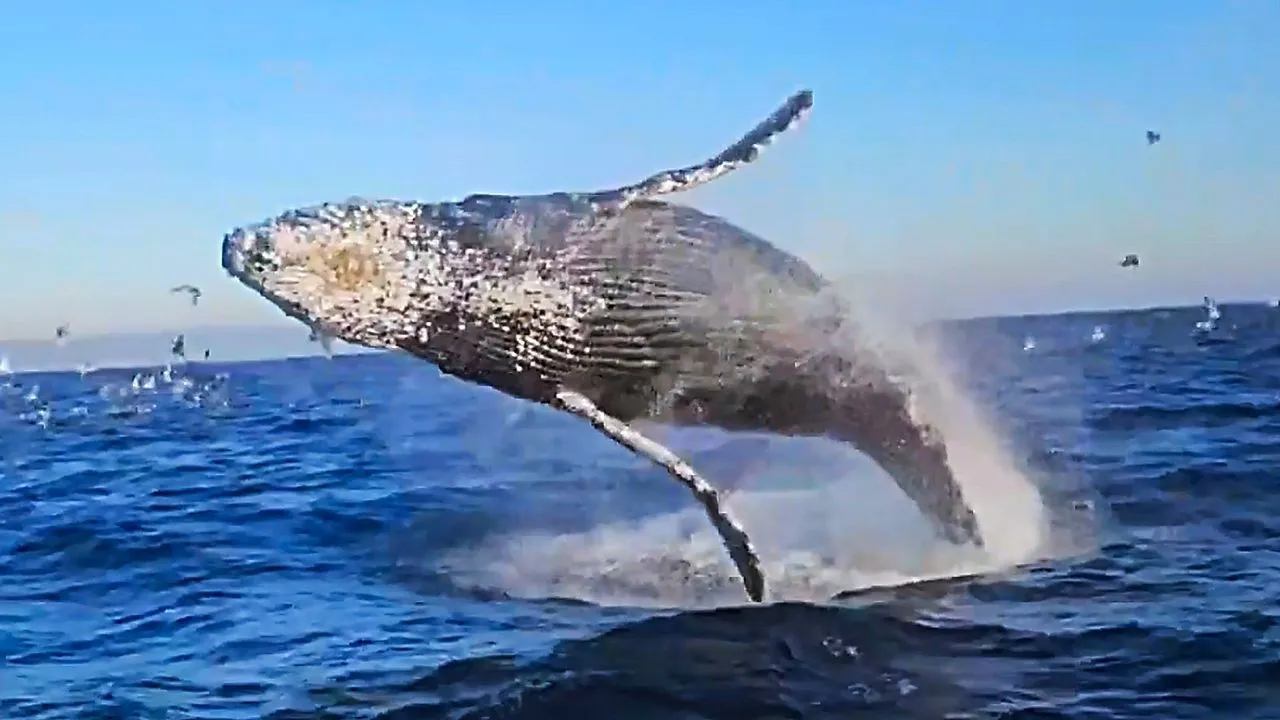 Massive humpback whale breaches just feet from stunned tourists in California