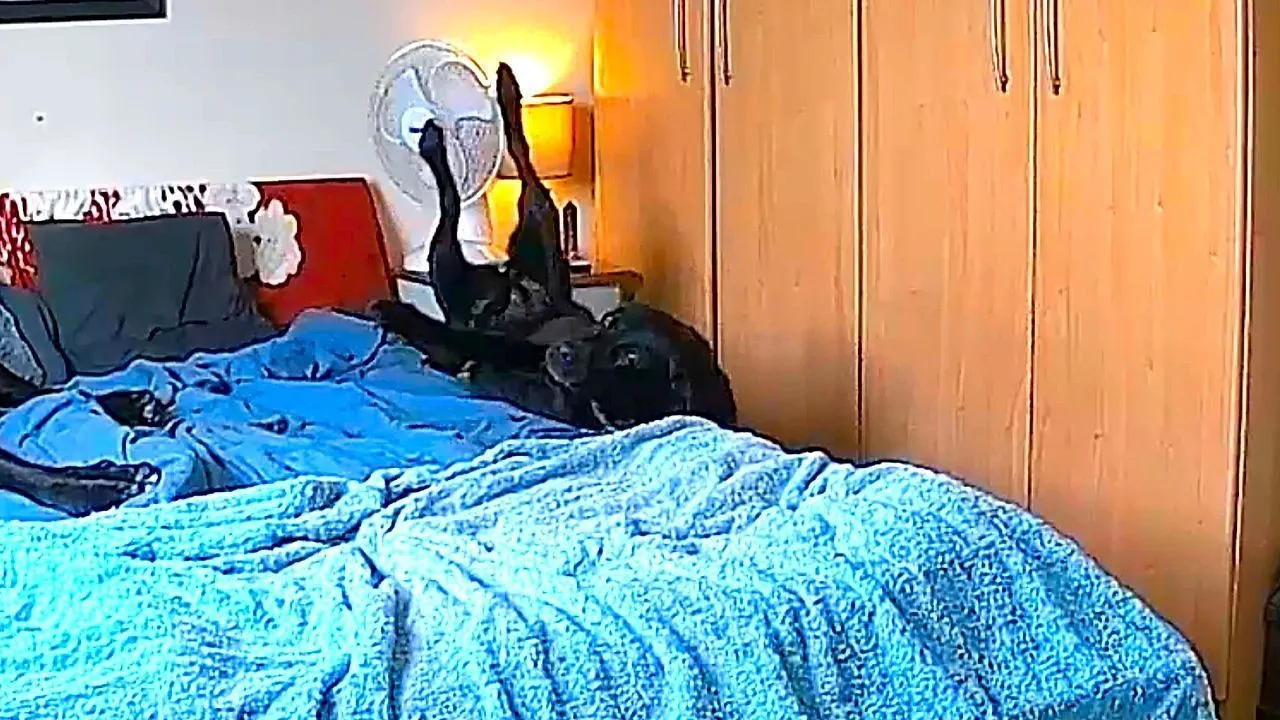 Clumsy labrador accidentally falls off bed