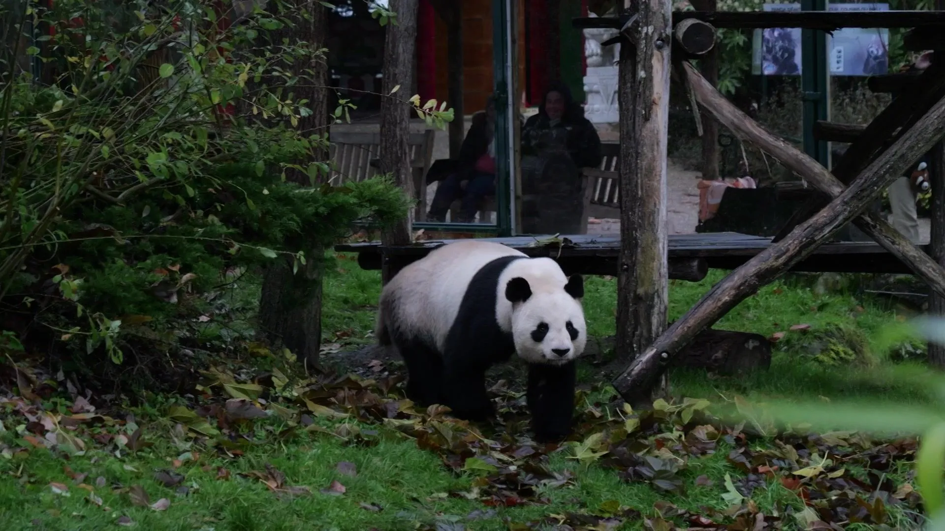 Lo zoo di Beauval in Francia saluta due panda che tornano in Cina