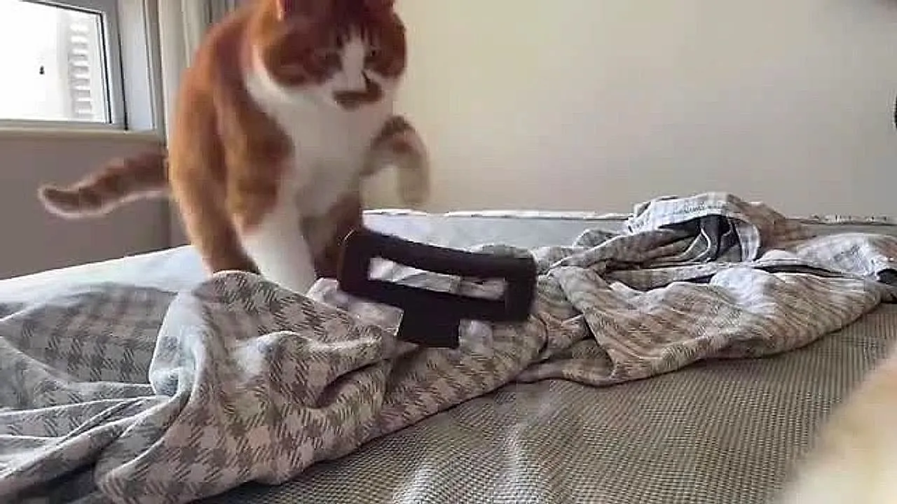 La curiosité de ce chat l'envoie voler
