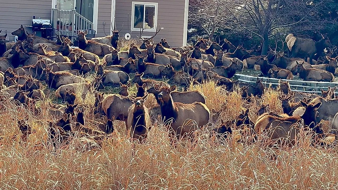 Massive elk herd rest in Colorado neighborhood