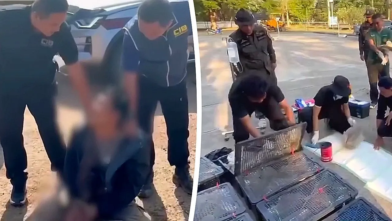Wildlife trafficker arrested in Thailand, officers find boxes crammed with 63 monkeys
