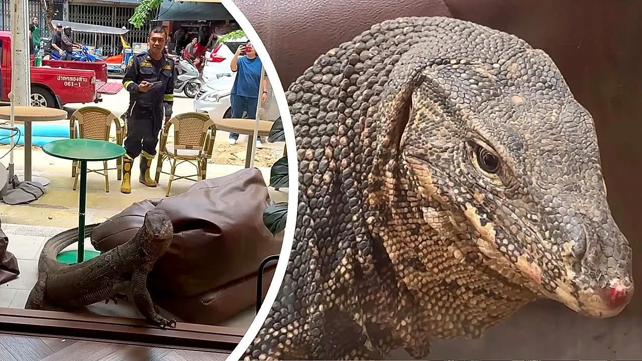Enorme varano scatena il panico in un bar di Bangkok mentre i clienti stupiti si allontanano