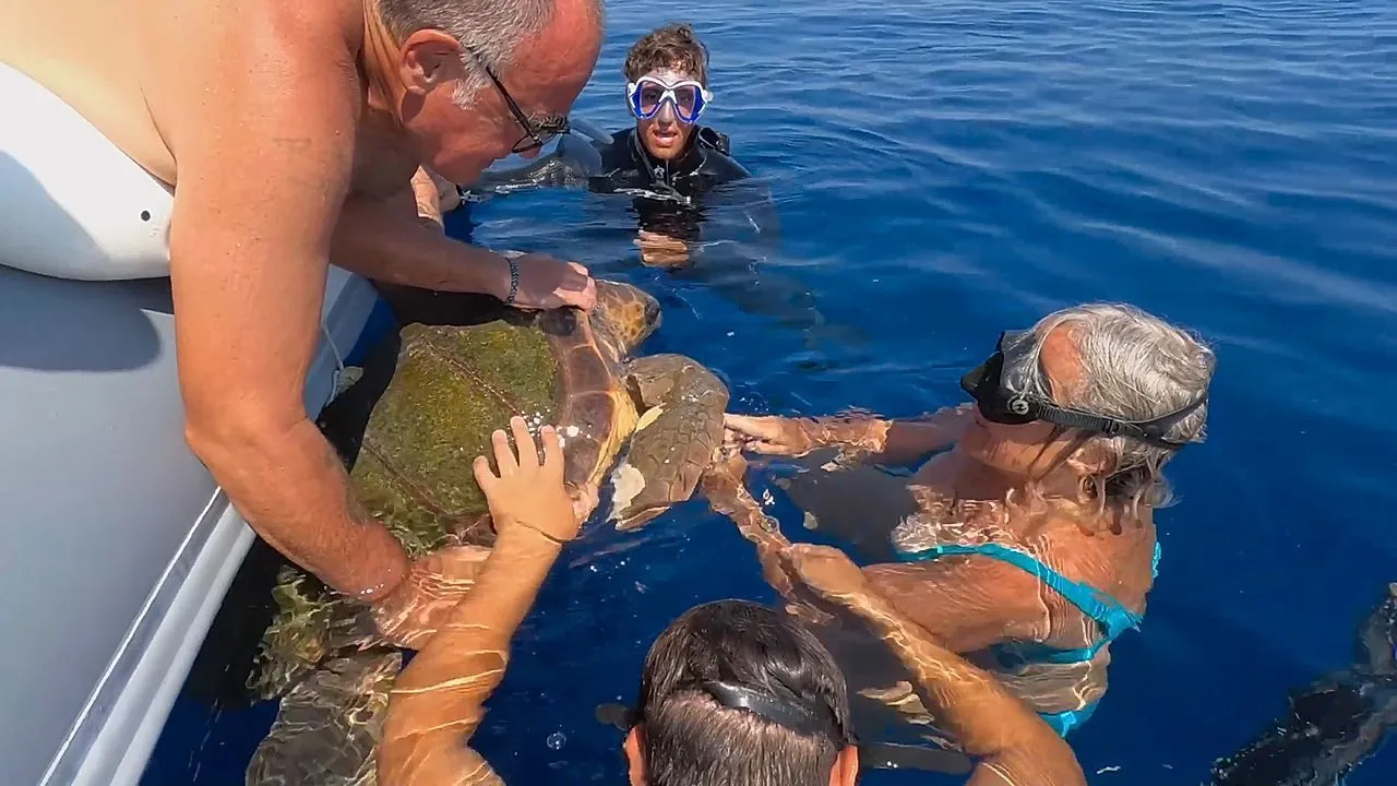 Entangled green sea turtle rescued by good Samaritans off coast of Sicily