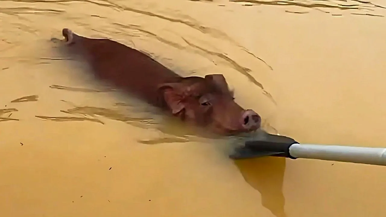Rescuers pull exhausted pig from the water during flooding in southern China