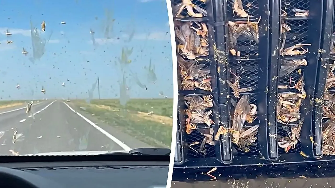 Locust swarm engulfs car in Dagestan