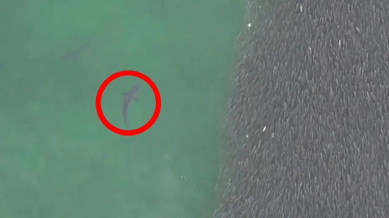 Tubarões agitam enorme cardume de peixes ao largo de Nova Iorque