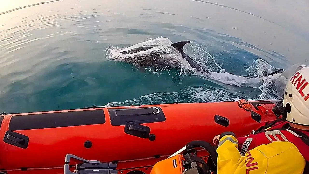 Volunteer rescuers surrounded by dolphins during lifeboat training