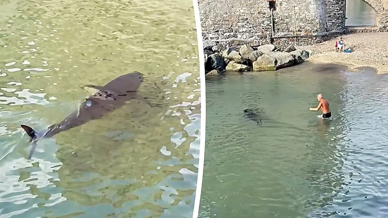Giant tuna gives swimmer in Italy the fright of his life
