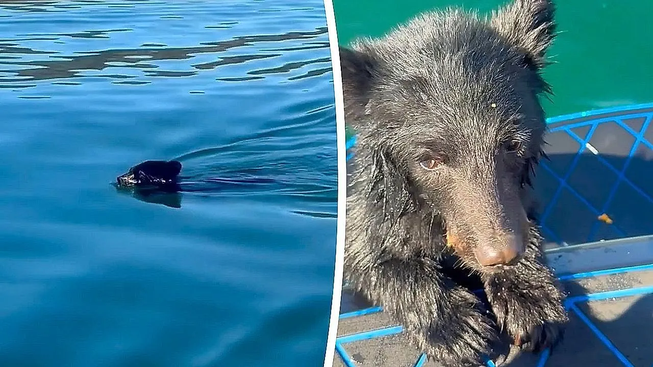 Cucciolo di orso esausto salvato dalla barca della famiglia – e riceve uno spuntino