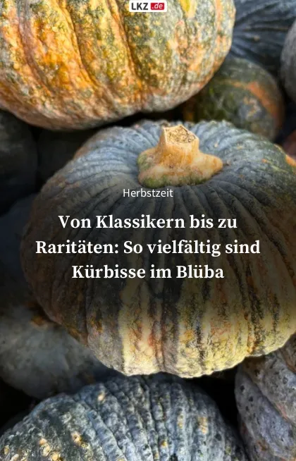 So vielfältig sind Kürbisse im  Blühenden Barock
