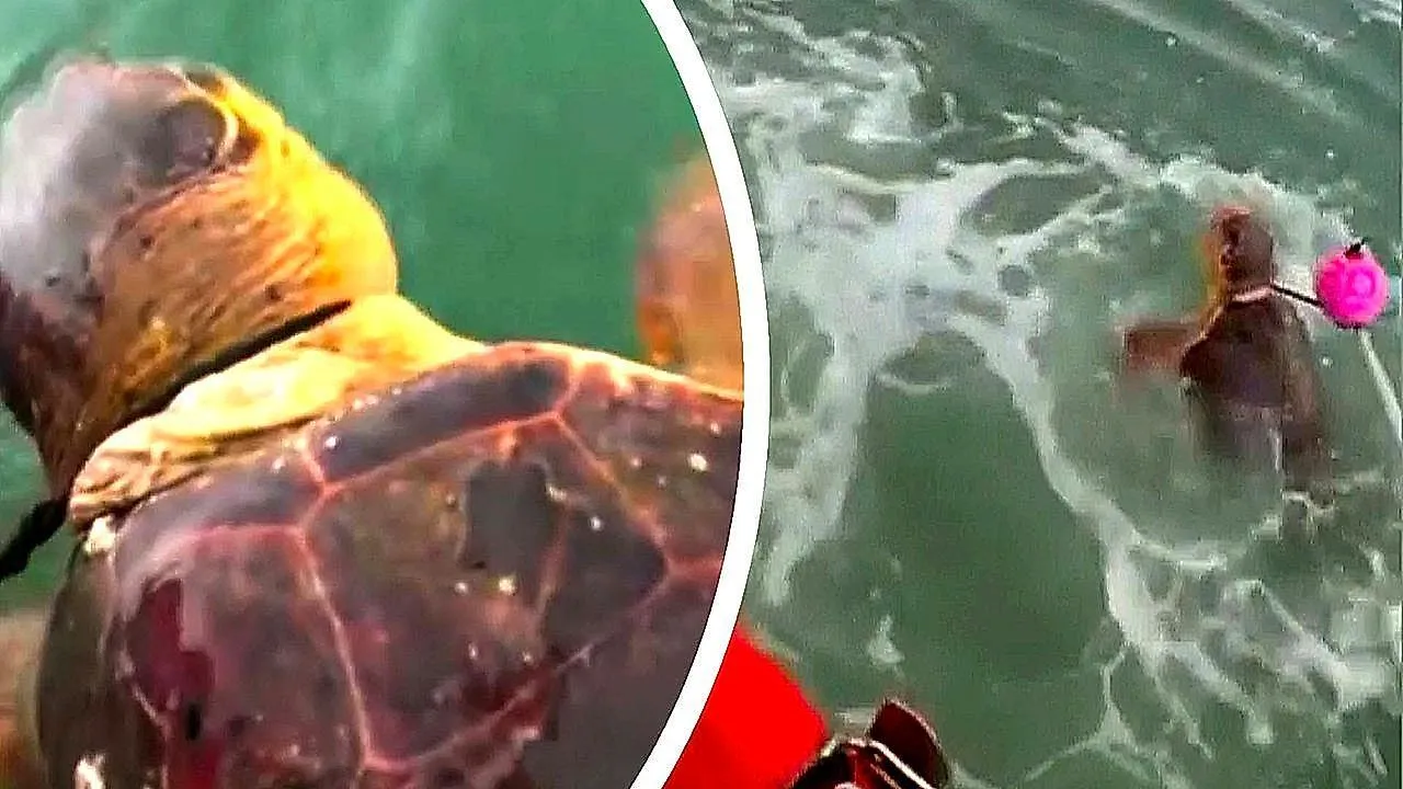 Coast Guard frees loggerhead sea turtle caught in crab trap line off Florida