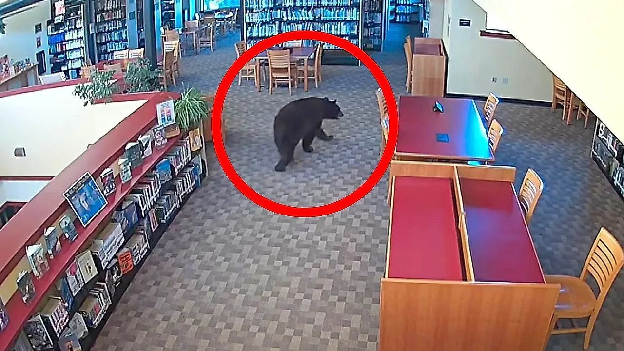 Curious bear wanders through California library before opening