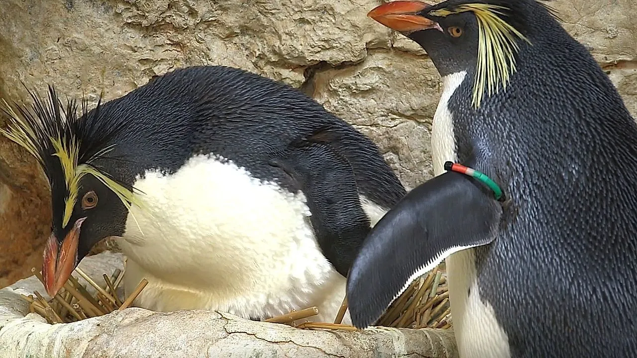 Mannelijke pinguïns bouwen nesten door te stelen van buren, studie vindt