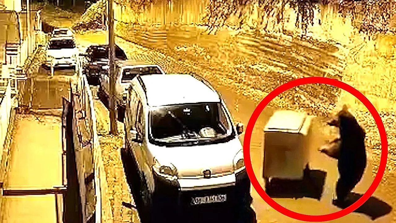 Bear pushes garbage bin down steep street and sends it crashing into parked cars